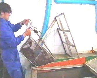 PESCA 51  GANADO